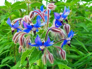 Borage