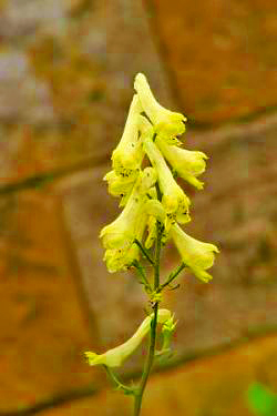 aconitum lycoctonum, wolfsbane