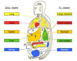 yin and yang organs