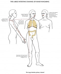 Large-Intestine-Channel-Hand-Yangming_02