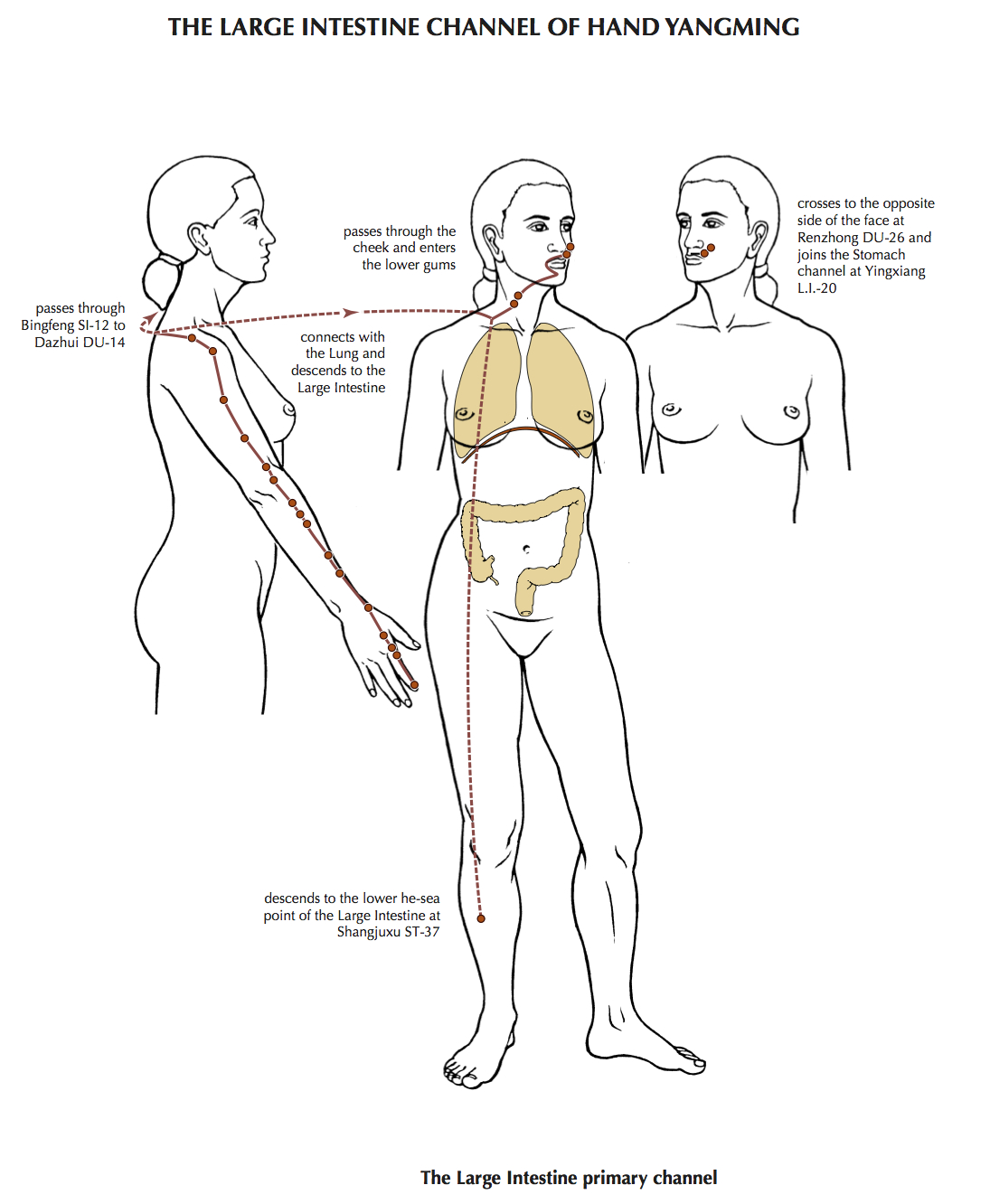 Точки колон массажа. Скелетотопия ободочной кишки. Массажные движения для спины. Точки при колон массаже. Колон массаж точки.